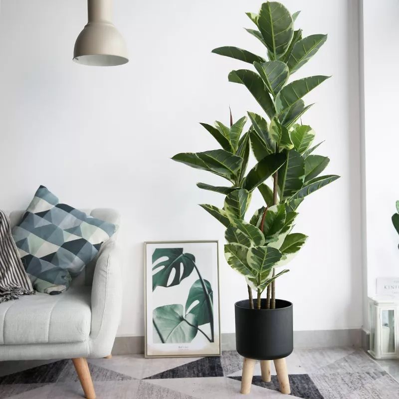 绿意盎然:北欧风家居里的植物美学