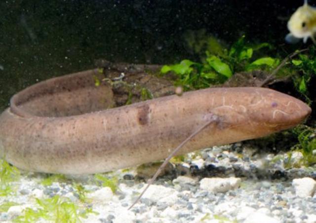 非洲肺鱼:掌握了"离水不死"的秘密,却输给了非洲人的一把锄头