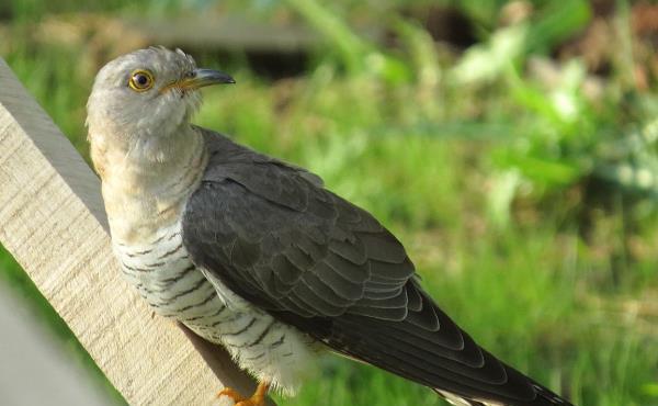 布谷鸟是否是保护动物及其主要食物
