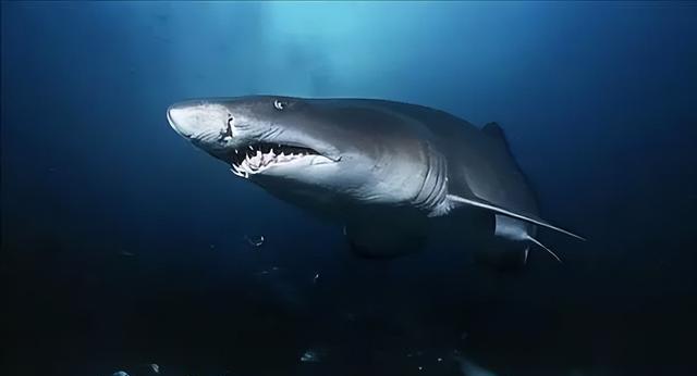 不要再以貌取鲨,长相凶残的鲨鱼其实是弱鸡,根本没那么可怕