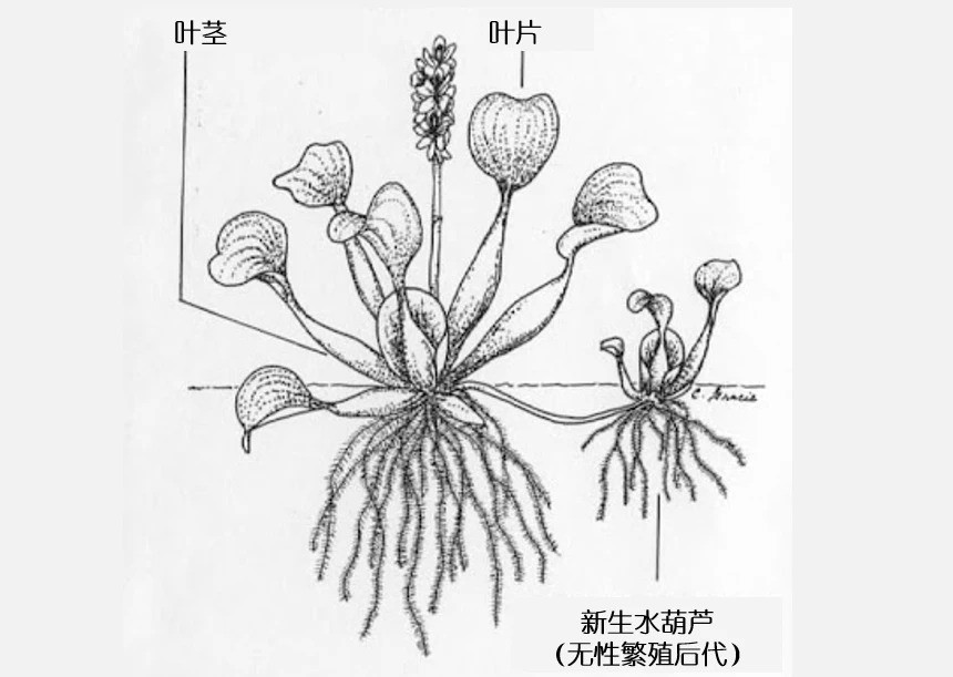 水葫芦剖开面的简笔画图片