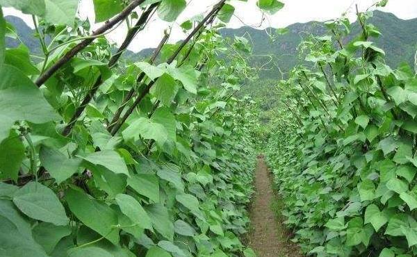 白芸豆植株图片图片