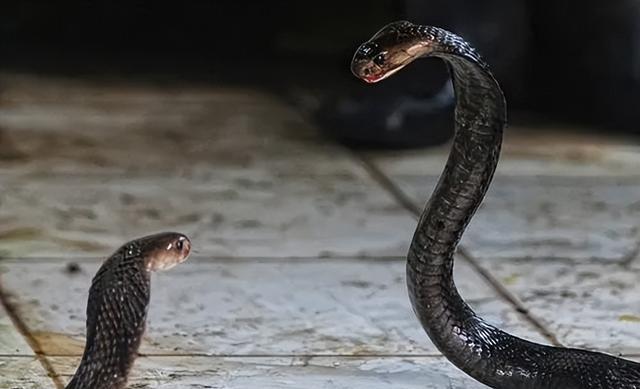 惊险!贵州大蛇吞小蛇,消防员活捉装入同一袋子,可却不打了?