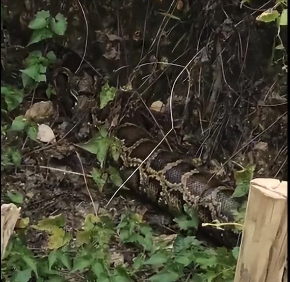 广东养殖场发现3米大蟒蛇,被当场活捉后,打嗝后吐出一整只鹅