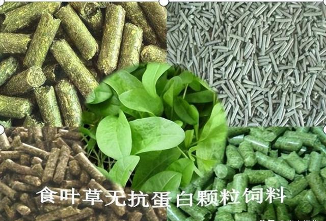 被称为"植物金矿"的神奇作物亩产20吨寿命达25年为何无人问津