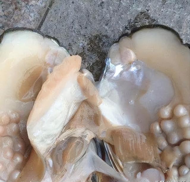 什么都吃的中国人,为啥对肉多的河蚌难下嘴?它到底有虫还是有毒