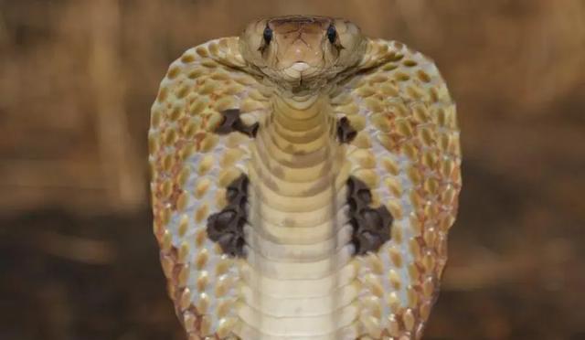 剧毒!云南眼镜王蛇闯入农户家中,老太用竹竿想降服25米毒蛇