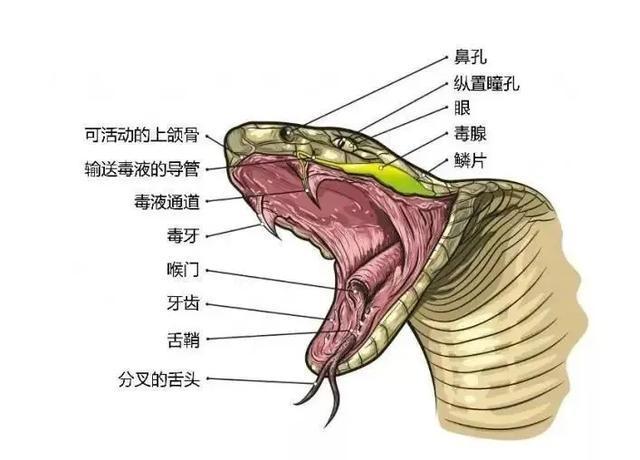 惊险!贵州大蛇吞小蛇,消防员活捉装入同一袋子,可却不打了?