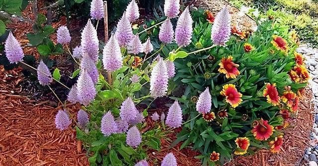 通过探究五种杂草的抗性,来分析氯嘧磺隆药害的影响因素