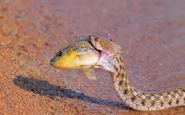 惊险!贵州大蛇吞小蛇,消防员活捉装入同一袋子,可却不打了?