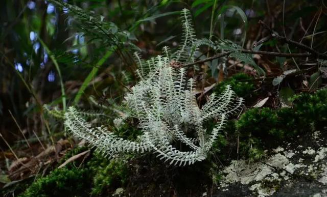 通过探究五种杂草的抗性,来分析氯嘧磺隆药害的影响因素