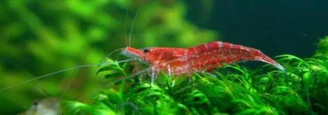 樱花虾的繁殖周期及养殖环境的影响