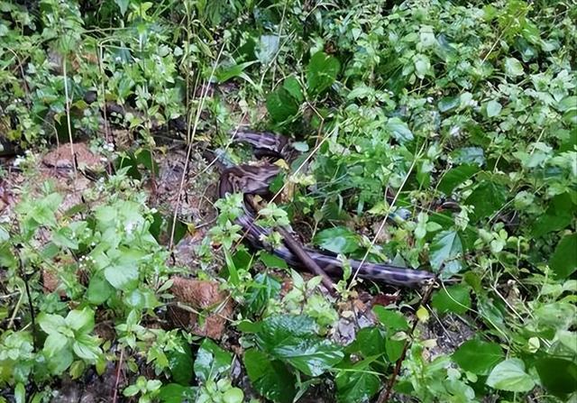 广东养殖场发现3米大蟒蛇,被当场活捉后,打嗝后吐出一整只鹅