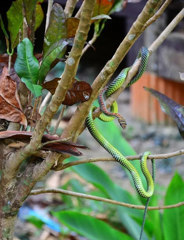 剧毒!云南眼镜王蛇闯入农户家中,老太用竹竿想降服25米毒蛇