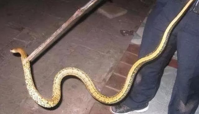 剧毒!云南眼镜王蛇闯入农户家中,老太用竹竿想降服25米毒蛇