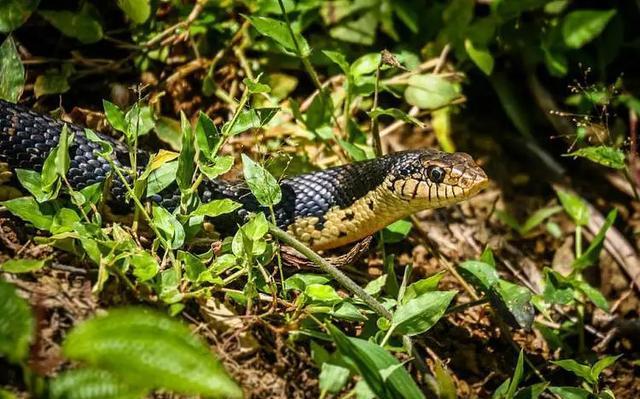 剧毒!云南眼镜王蛇闯入农户家中,老太用竹竿想降服25米毒蛇