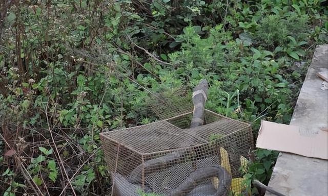 剧毒!云南眼镜王蛇闯入农户家中,老太用竹竿想降服25米毒蛇