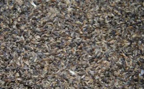 滇龙胆草种子的市场价格,有些地区每斤可达150元