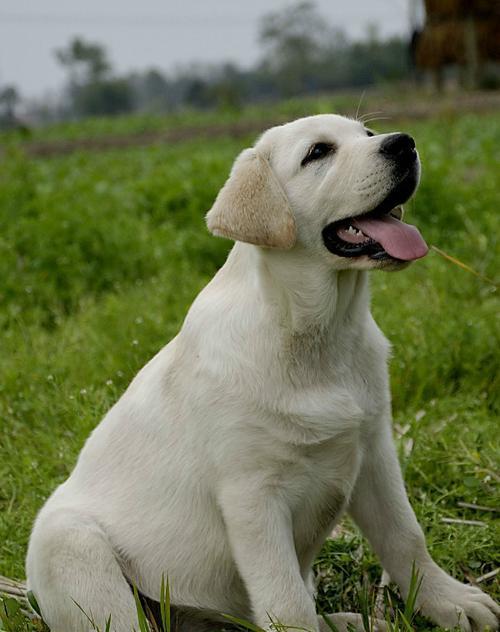 过来人说养狗建议养拉布拉多