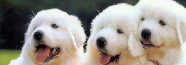 大白熊犬能长多大?详解饲养方法