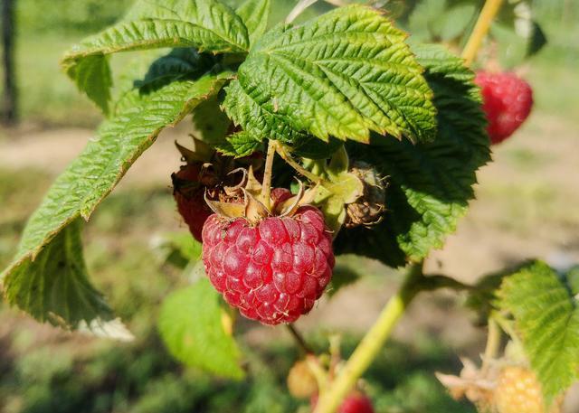 覆盆子种植技术要点:开花期和果实发育期需追肥