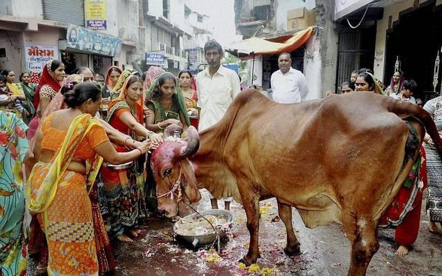 "印度神牛"苏丹:身价过亿,配一次种5万!它凭什么这么贵?