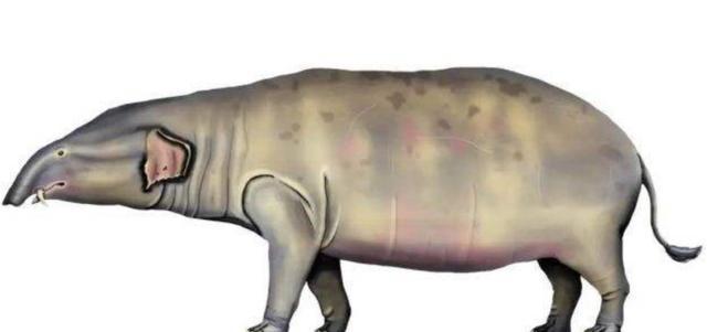 为何古人不敢动"非洲象",却选择捕杀体型更大的"猛犸象"?