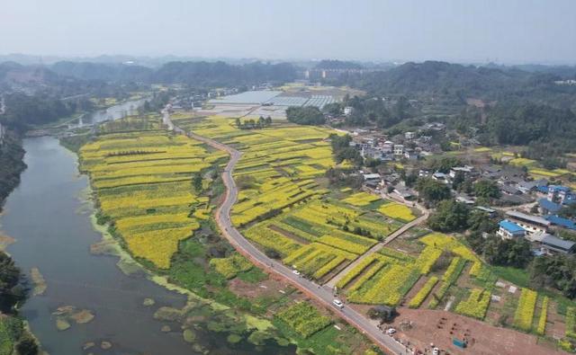 四川境内五彩油菜花图片