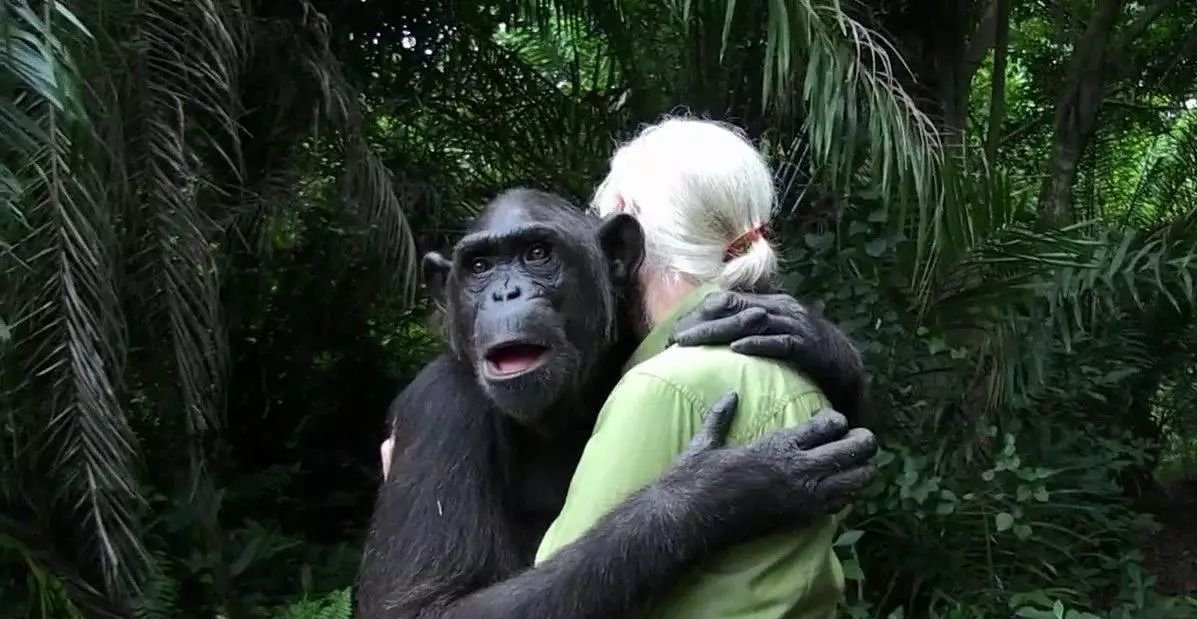 为什么动物只在发情期间交配,而人类却没有固定的"发情期"