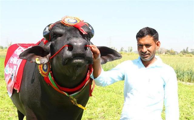 "印度神牛"苏丹:身价过亿,配一次种5万!它凭什么这么贵?