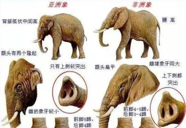 为何古人不敢动"非洲象",却选择捕杀体型更大的"猛犸象"?