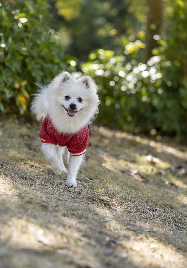 博美犬训练图片