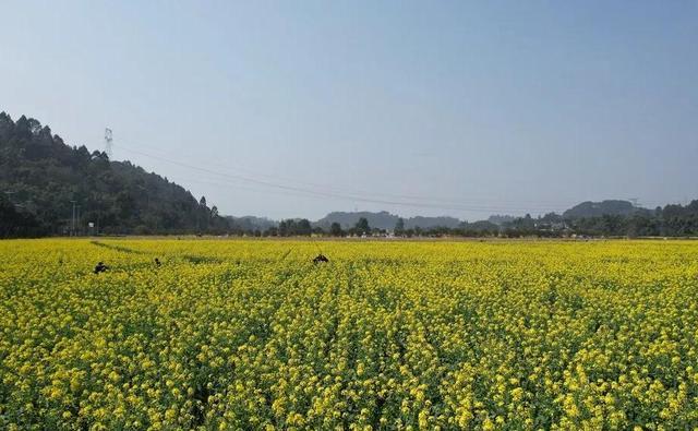 四川境内五彩油菜花图片