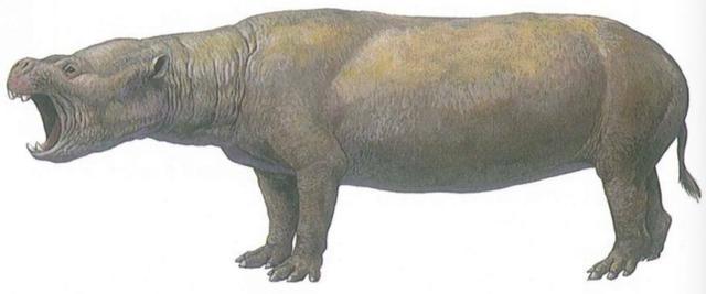 为何古人不敢动"非洲象",却选择捕杀体型更大的"猛犸象"?