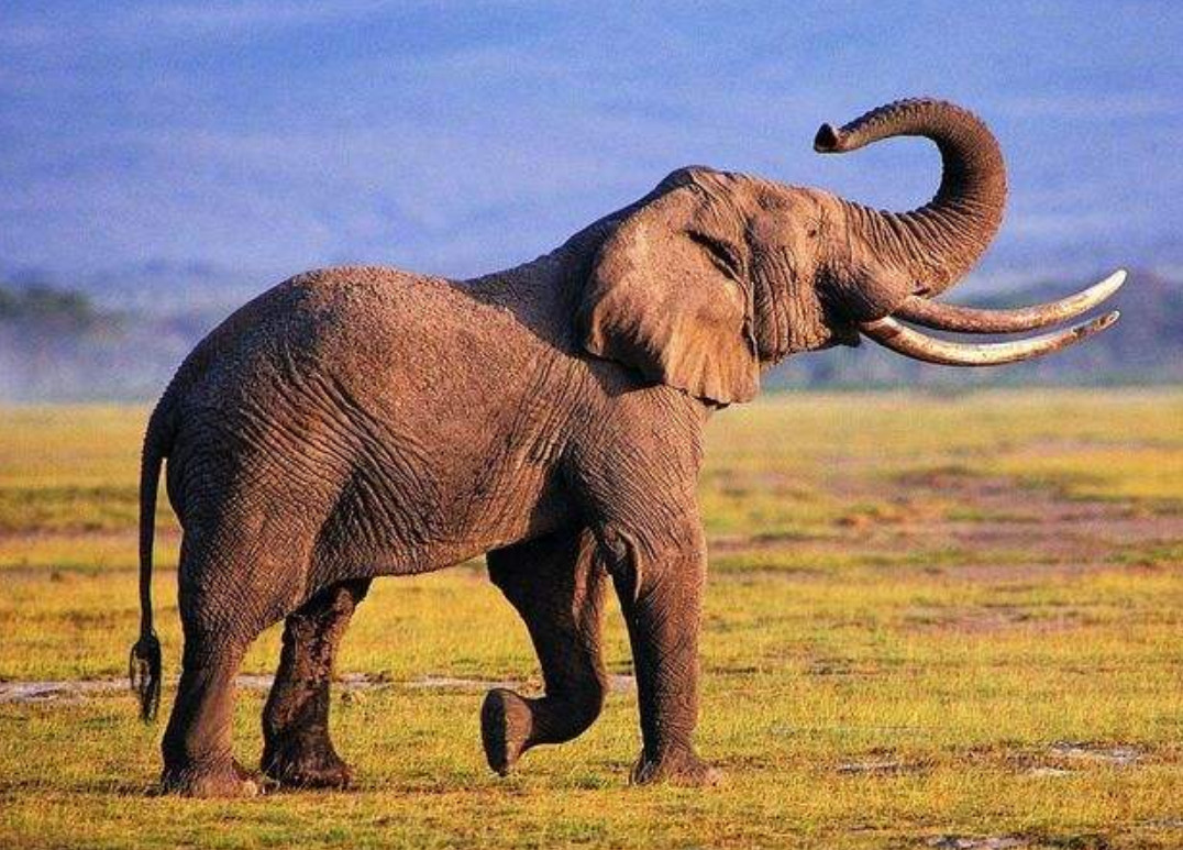 回顾:为何古人不敢动"非洲象",却选择捕杀更大的"猛犸象"?