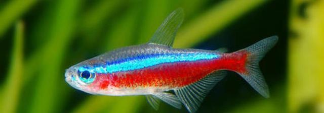 宝莲灯鱼的养殖方法及其注意事项