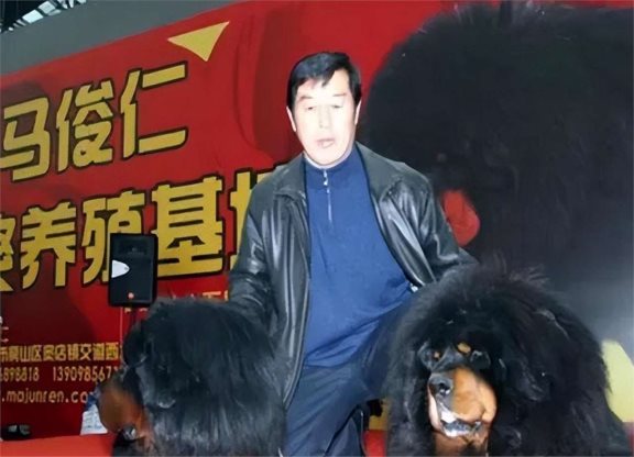马俊仁退出体坛念狗经,将藏獒包装成4000万身价:我这是为国争光