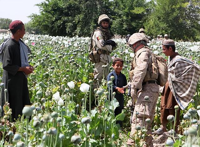 种啥啥不活的阿富汗,为何家家户户种罂粟,沦为最大鸦片产地?