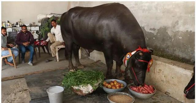 "印度神牛"苏丹:身价过亿,配一次种5万!它凭什么这么贵?