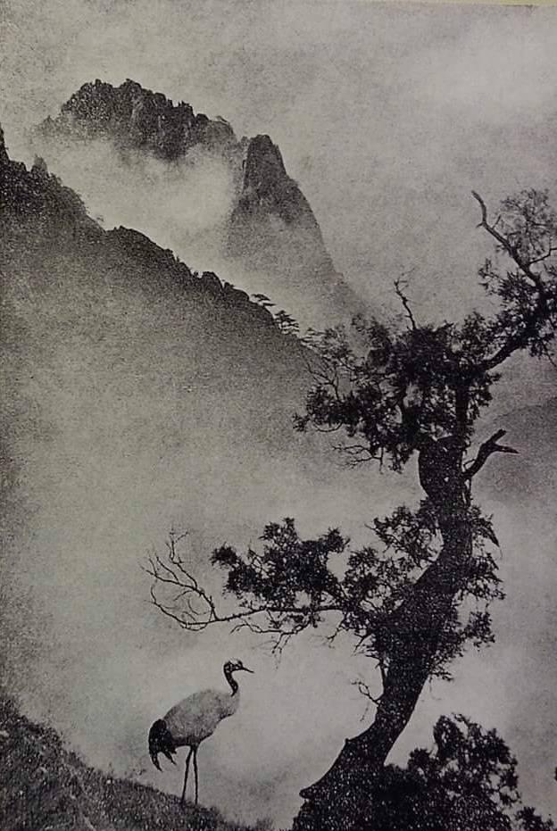 摄影大师郎静山:他拍的照片,居然比中国山水画还要美