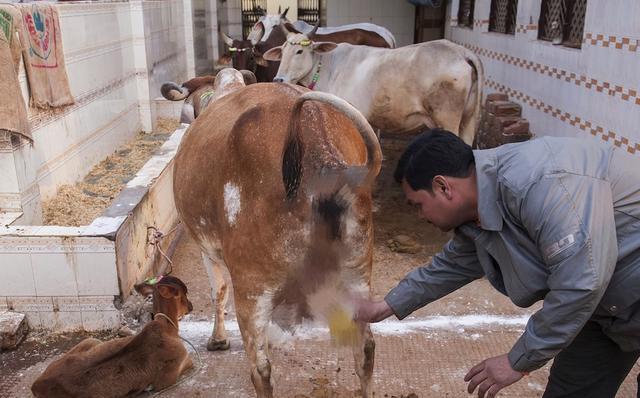 "印度神牛"苏丹:身价过亿,配一次种5万!它凭什么这么贵?