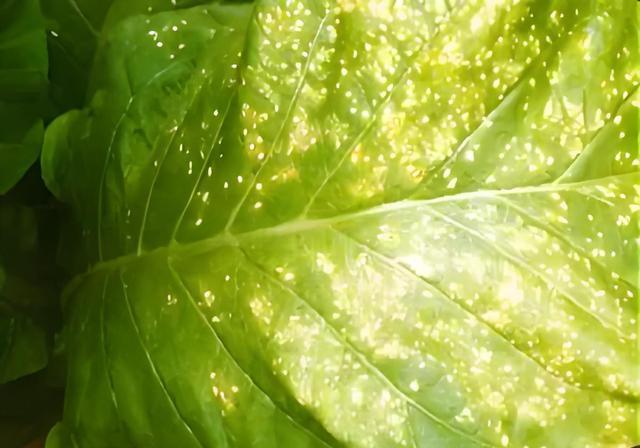 烤烟气候斑的最佳药物治疗方案