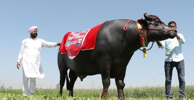 "印度神牛"苏丹:身价过亿,配一次种5万!它凭什么这么贵?