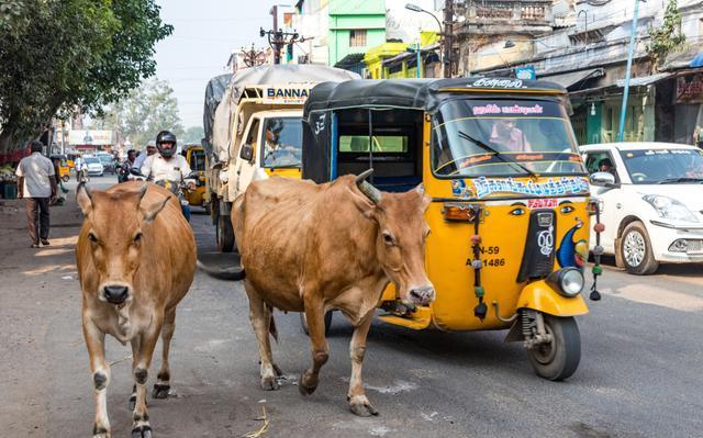 "印度神牛"苏丹:身价过亿,配一次种5万!它凭什么这么贵?