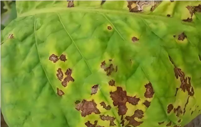 烤烟气候斑的最佳药物治疗方案