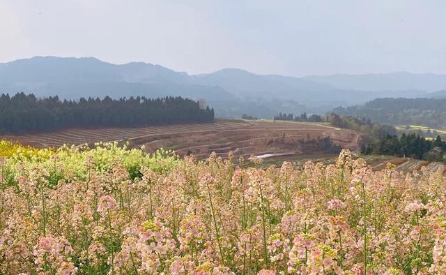 四川境内五彩油菜花图片