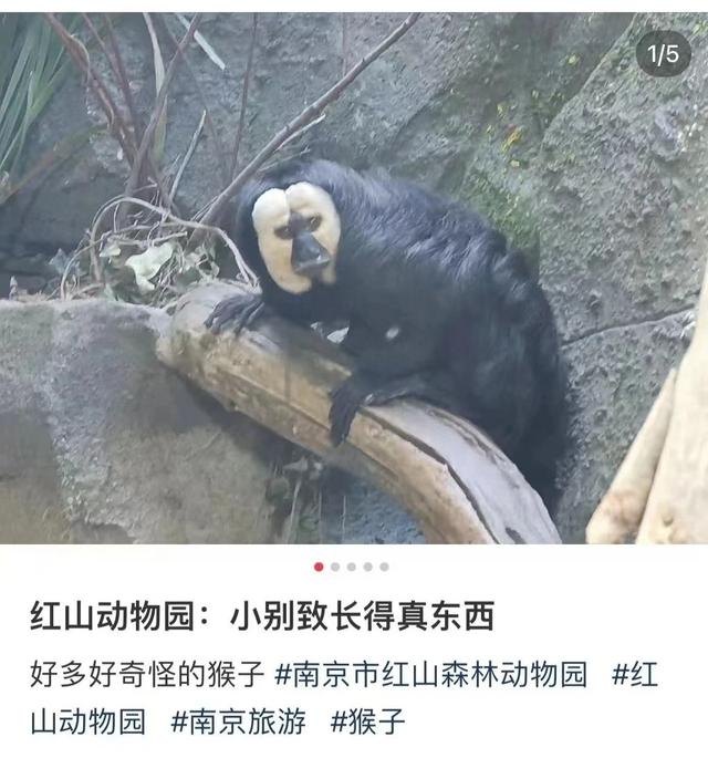 老猫猴吃小孩图片图片