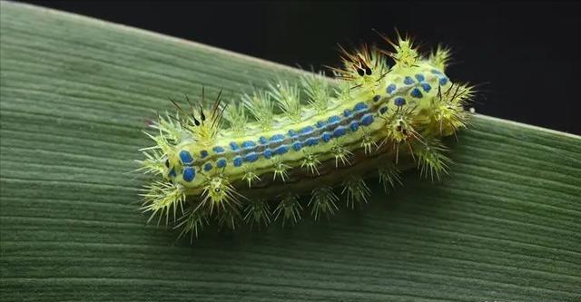 "童年噩梦"洋辣子,长得丑还有毒,为何如今身价高达200元一斤