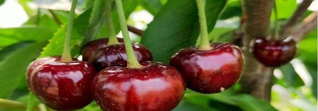 黑珍珠樱桃的种植技术及肥水管理要点
