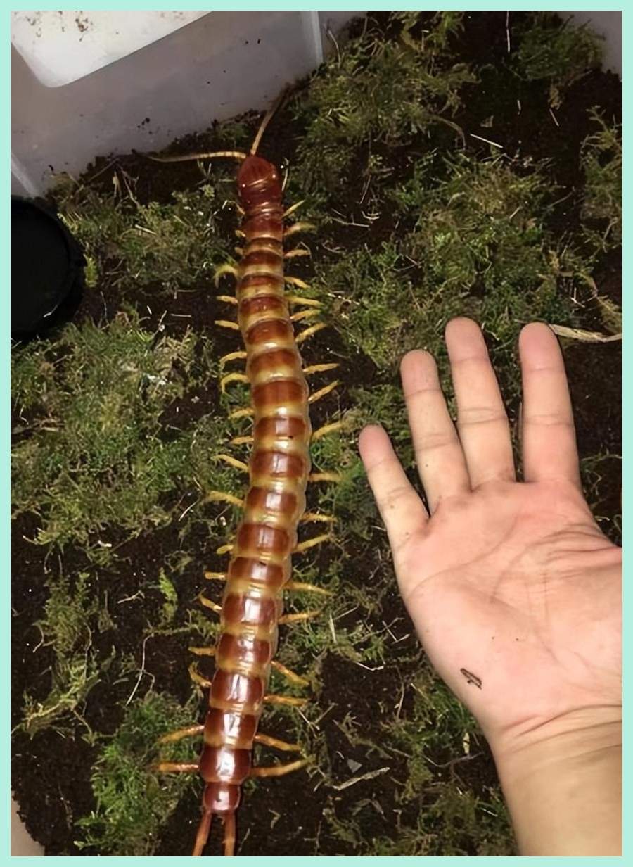 以蛇为食,30秒内可杀蝙蝠,海关查获5条巨人蜈蚣,毒性有多强?